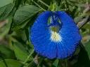 Clitoria_ternatea.webp