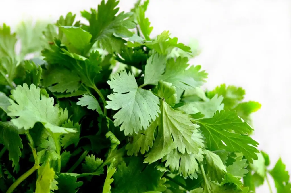 hojas-de-cilantro-fresxo.webp