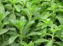 stevia.webp