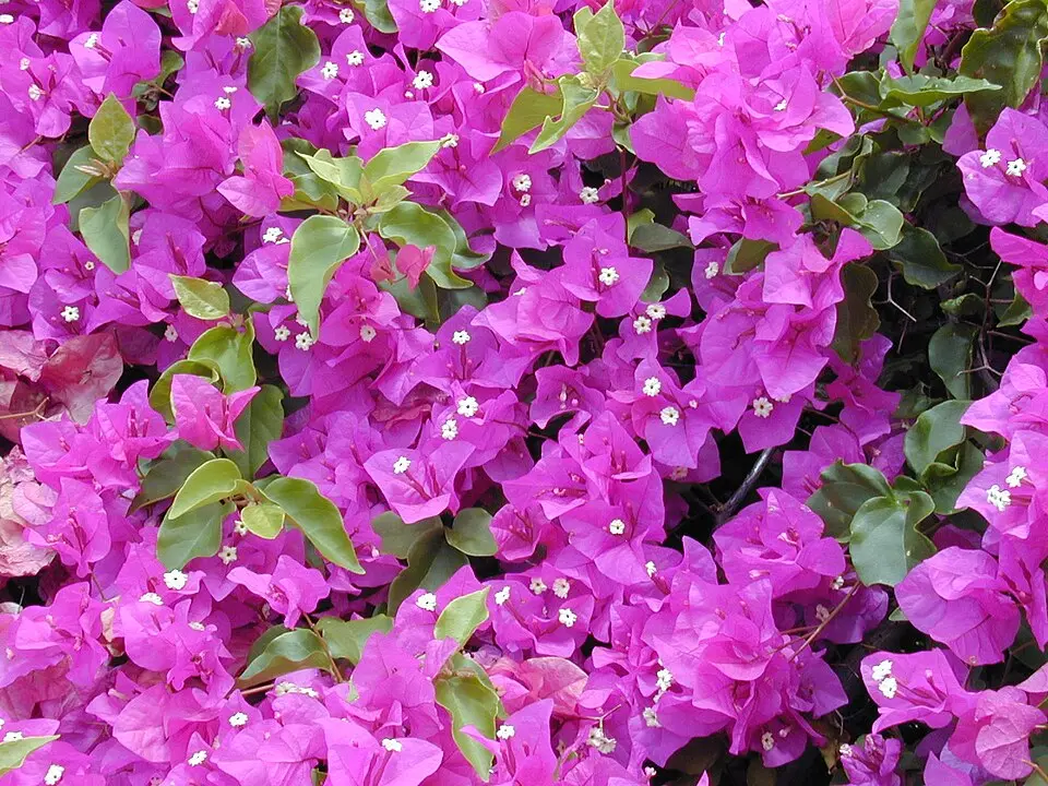 Starr_030418-0058_Bougainvillea_spectabilis.webp