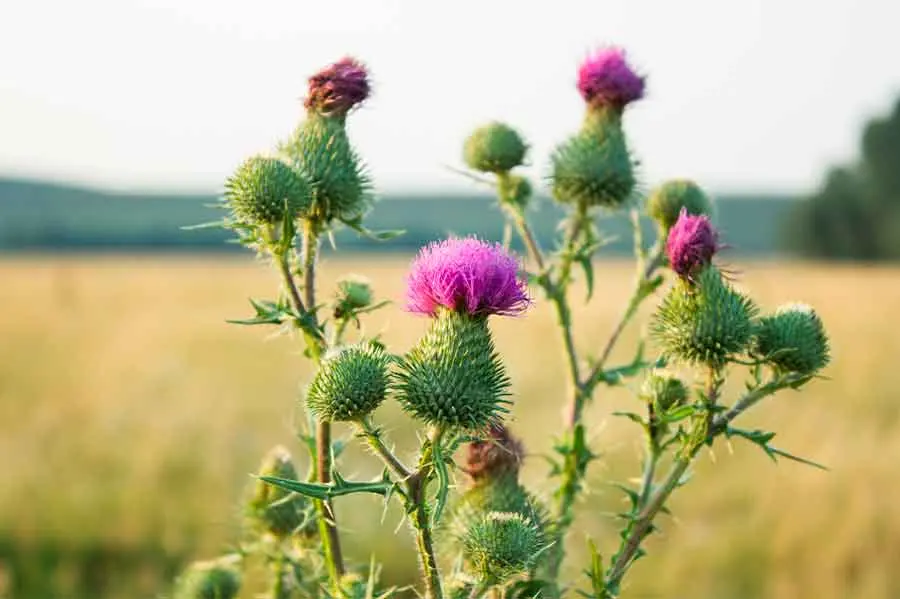 Cardo mariano A granel