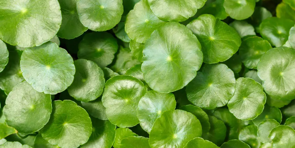 Centella Asiática A granel