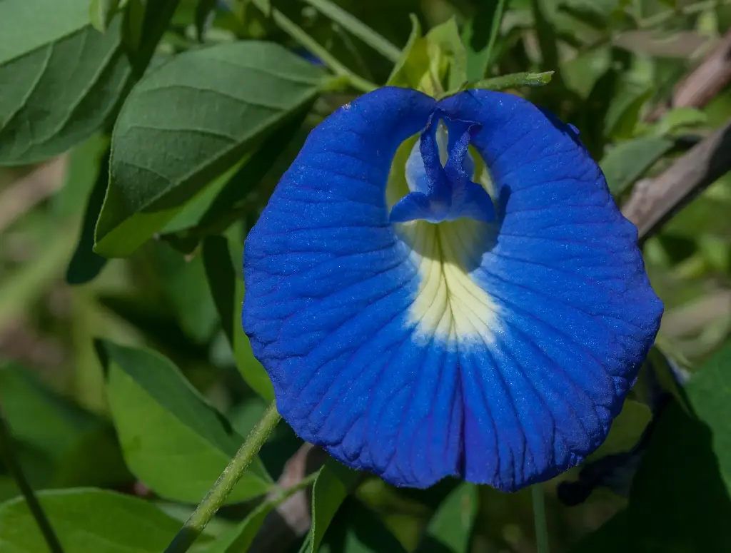 Conchita Azul A granel
