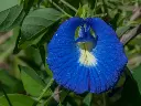 Conchita Azul A granel
