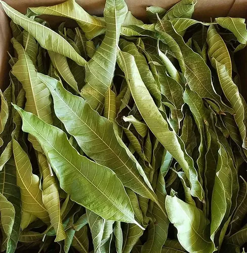 Hoja de mango deshidratada A granel