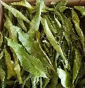 Hoja de mango deshidratada A granel