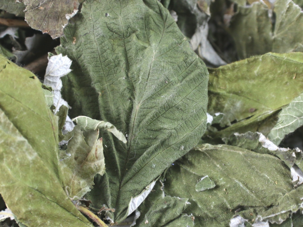 Hoja de frambuesa deshidratada a granel