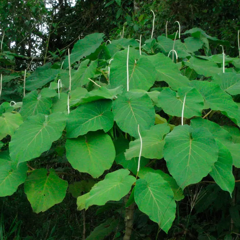 Hoja Santa a granel