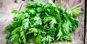 Perejil A granel