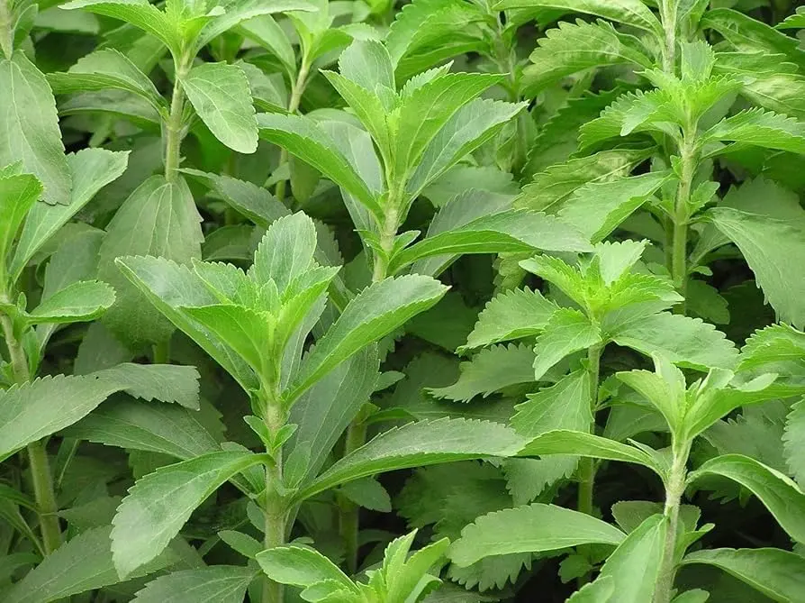 [ESPGRN_126] Stevia A granel