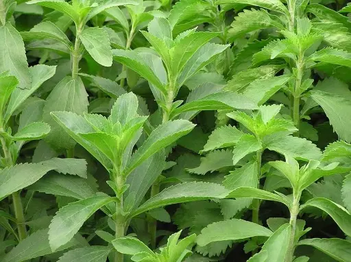 [ESPGRN_126] Stevia A granel